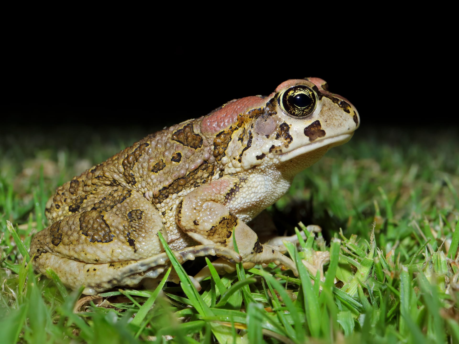 Toad Rabbit The Ribbit Report